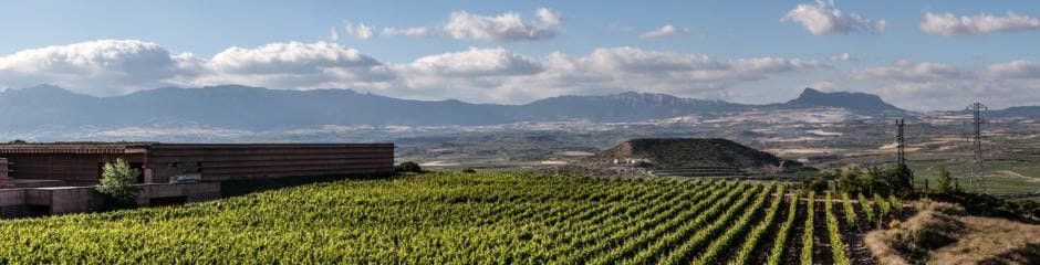 Campo Viejo